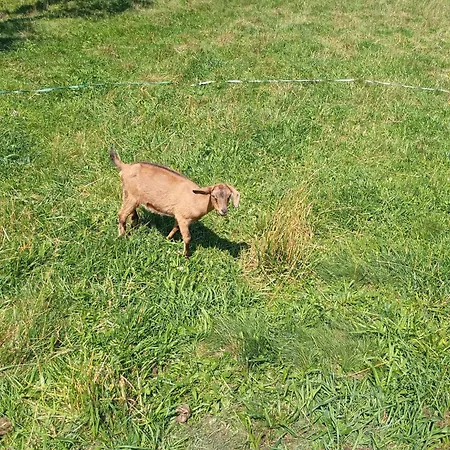 Hétvégi ház Prizemni Utulny S Vlastni Saunou A Bazenem *